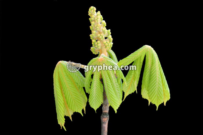 Marronnier - Bourgeon floral en débourrement - gryphea.com